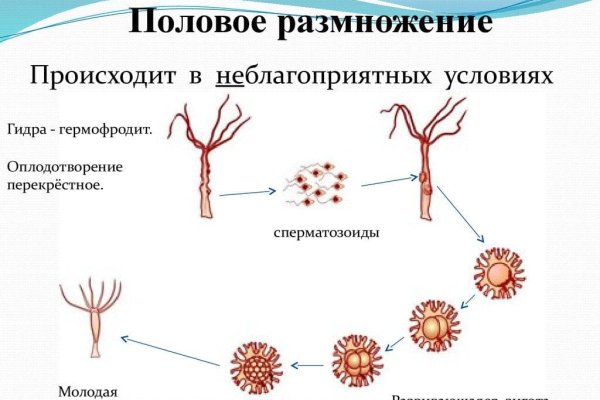 Kraken ссылка tor